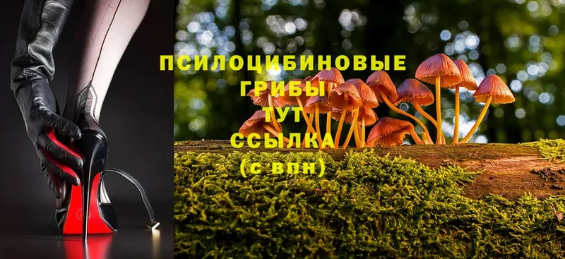 Псилоцибиновые грибы Psilocybe  купить закладку  Полысаево 