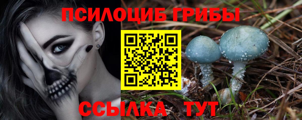 Галлюциногенные грибы Psilocybine cubensis Полысаево